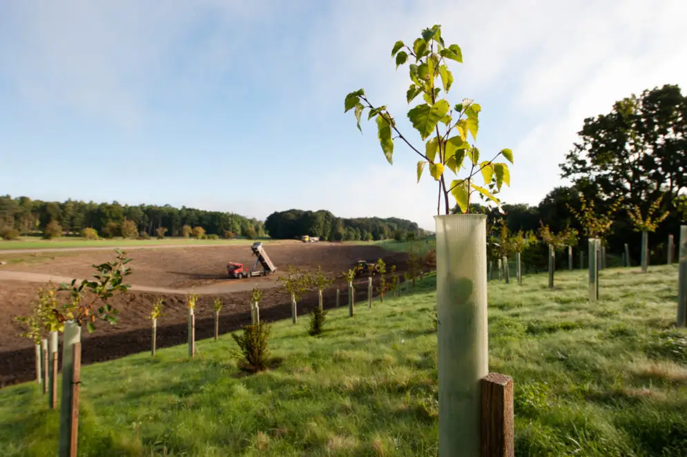a tree growing in a field